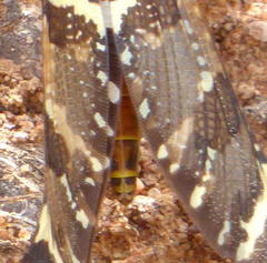 Palparini