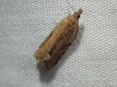 Constrictana constrictana