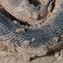 Platylepas ophiophila