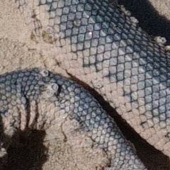 Platylepas ophiophila