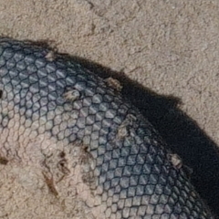 Platylepas ophiophila