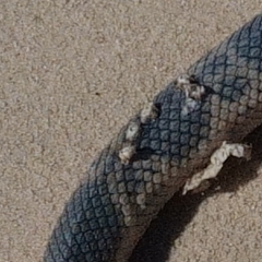 Platylepas ophiophila