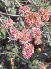 Eriogonum grande