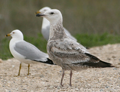 Larus argentatus smithsonianus