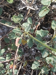 Eriogonum grande