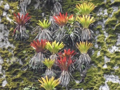 Tillandsia machupicchuensis