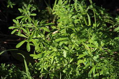 Galium tomentosum