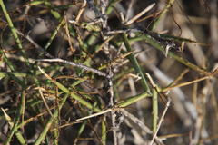 Lacomucinaea lineata