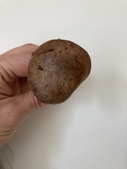 Thaxterogaster occidentalis