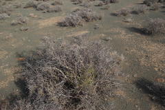 Lacomucinaea lineata