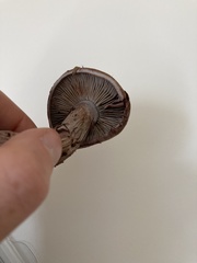 Thaxterogaster occidentalis