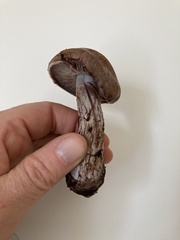 Thaxterogaster occidentalis