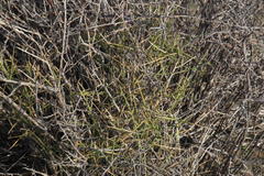 Lacomucinaea lineata