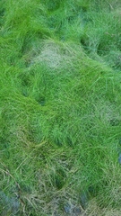 Eleocharis microcarpa
