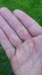 Eleocharis microcarpa