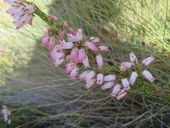 Erica oatesii oatesii