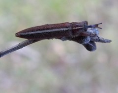 Belini
