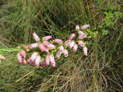 Erica oatesii oatesii