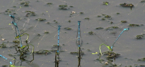 Azure Damselfly, Geldrop, Netherlands, photo 10 of 10