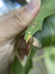 Zopheroteras hubbardi