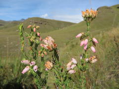 Erica oatesii oatesii