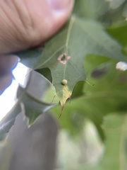 Zopheroteras hubbardi