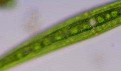 Closterium ralfsii