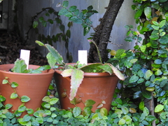 Rhipsalis elliptica