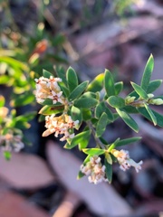 Agiortia pedicellata