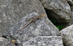 Stenocercus crassicaudatus