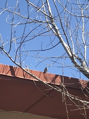 Passeriformes