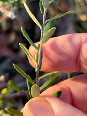 Agiortia pedicellata