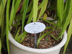 Dracaena draco ajgal