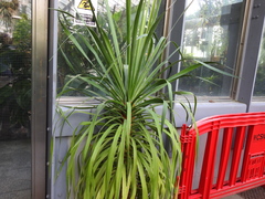 Dracaena draco ajgal