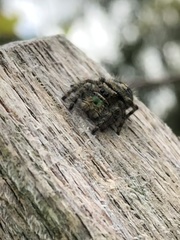 Phidippus audax