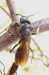 Paltothyreus tarsatus