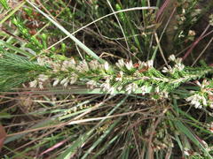 Erica straussiana