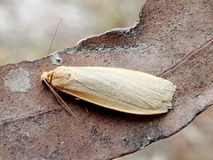Eilema plana