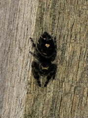 Phidippus audax