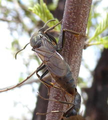 Paltothyreus tarsatus