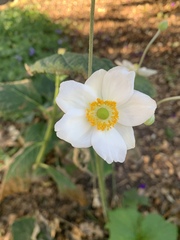 Eriocapitella hupehensis