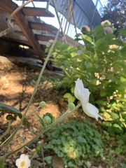 Eriocapitella hupehensis