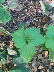 Eriocapitella hupehensis