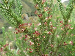 Erica straussiana