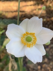 Eriocapitella hupehensis