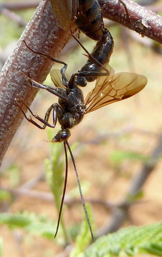 African stink ant