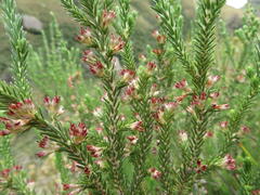 Erica straussiana
