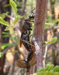 Paltothyreus tarsatus