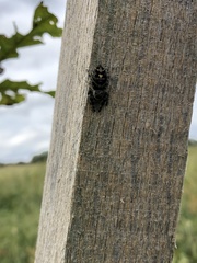Phidippus audax