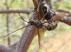 Paltothyreus tarsatus